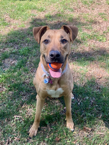 Entry image for Rosie. Clicking this image will show a larger photo
