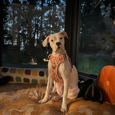 Entry image for Penny. Clicking this image will show a larger photo