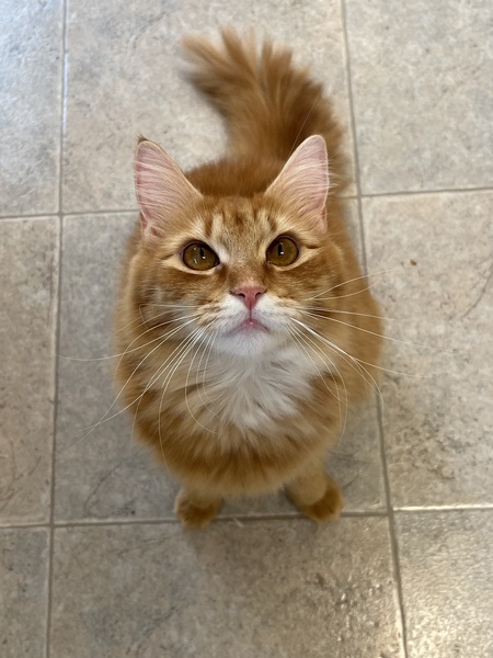 Entry image for Cheddar. Clicking this image will show a larger photo