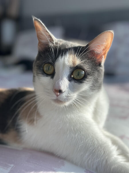 Entry image for Vada. Clicking this image will show a larger photo