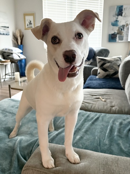 Entry image for Wafer. Clicking this image will show a larger photo