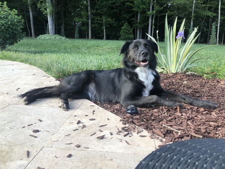 Entry image for Daisy. Clicking this image will show a larger photo