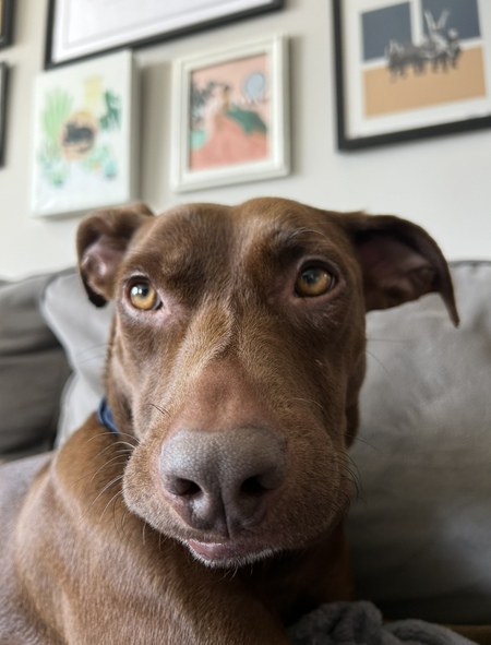 Entry image for Morty. Clicking this image will show a larger photo