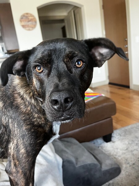 Entry image for Lucky. Clicking this image will show a larger photo