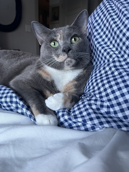 Entry image for Sugar. Clicking this image will show a larger photo