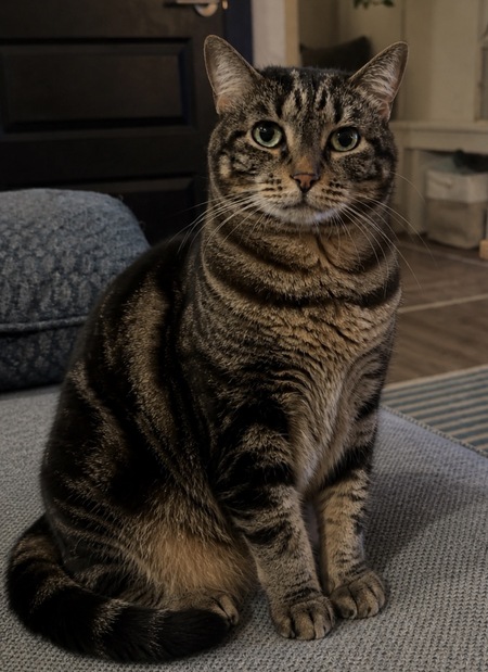Entry image for Kitty Baby . Clicking this image will show a larger photo