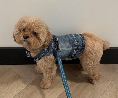 Entry image for Charlie. Clicking this image will show a larger photo