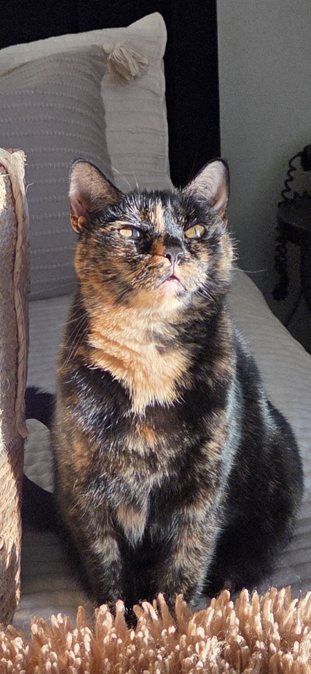 Entry image for Rosie . Clicking this image will show a larger photo