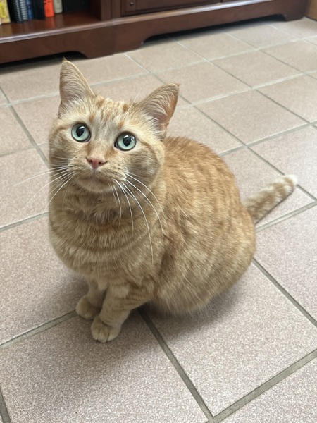 Entry image for Nugget. Clicking this image will show a larger photo