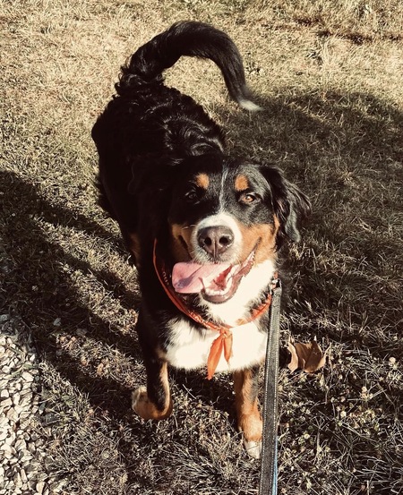 Entry image for Bailey . Clicking this image will show a larger photo
