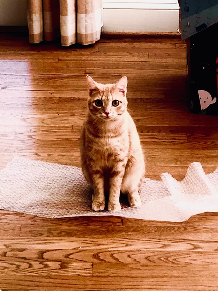 Entry image for Sonny. Clicking this image will show a larger photo