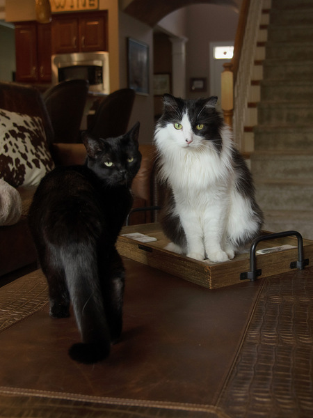 Entry image for Bubbles and Midna. Clicking this image will show a larger photo