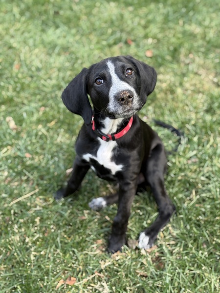Entry image for Otto. Clicking this image will show a larger photo
