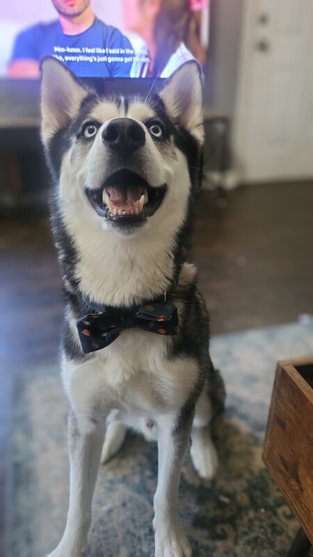 Entry image for Loki. Clicking this image will show a larger photo