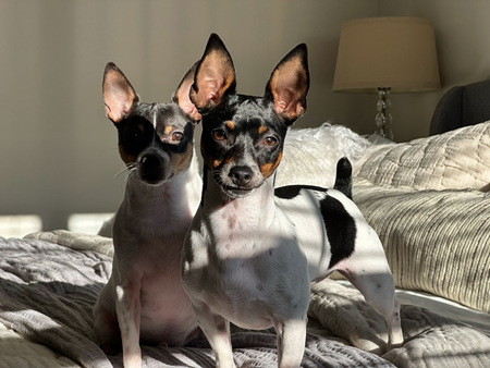 Entry image for  Benny and Eleanor. Clicking this image will show a larger photo
