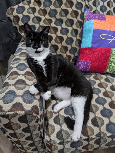 Entry image for Biscuit. Clicking this image will show a larger photo