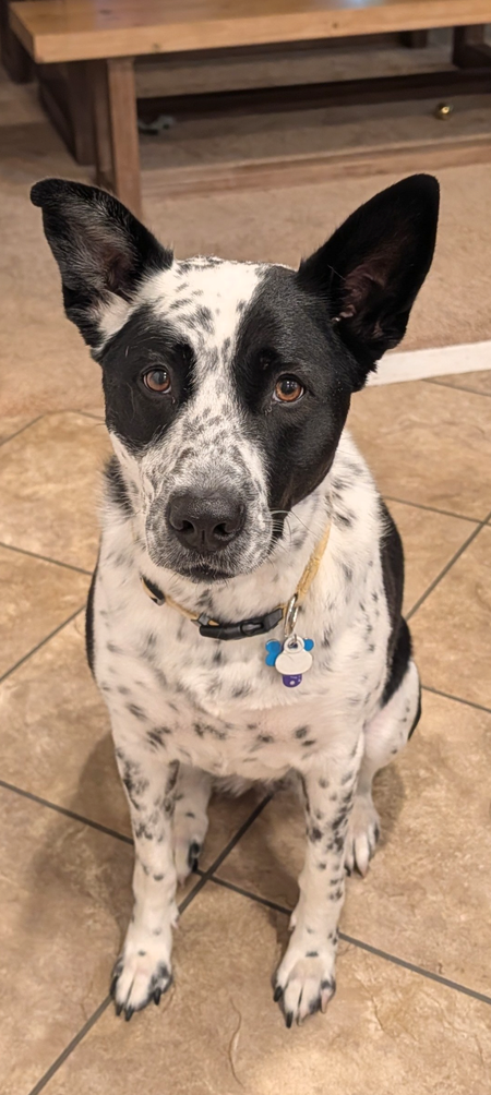 Entry image for Pepper. Clicking this image will show a larger photo