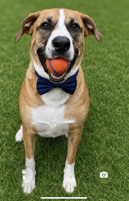 Entry image for Baxter. Clicking this image will show a larger photo