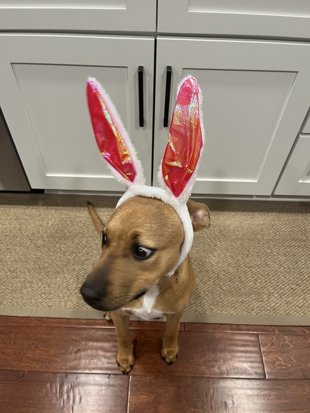 Entry image for Mabel . Clicking this image will show a larger photo