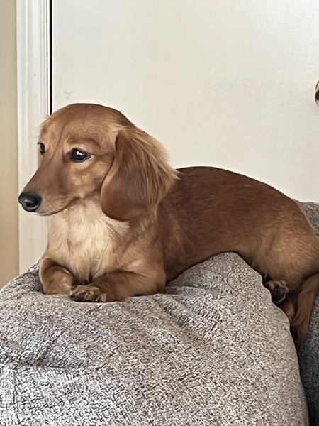 Entry image for Olive. Clicking this image will show a larger photo