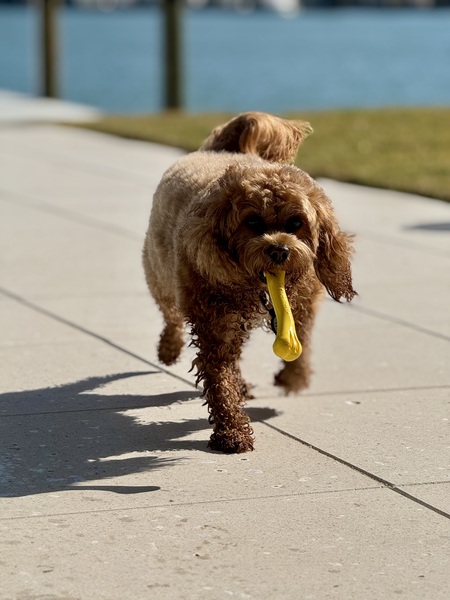 Entry image for Riley. Clicking this image will show a larger photo