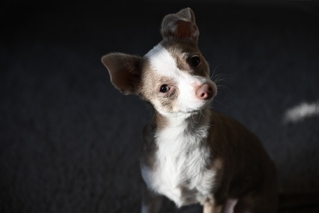 Entry image for Midge. Clicking this image will show a larger photo