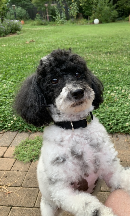 Entry image for Sammie. Clicking this image will show a larger photo
