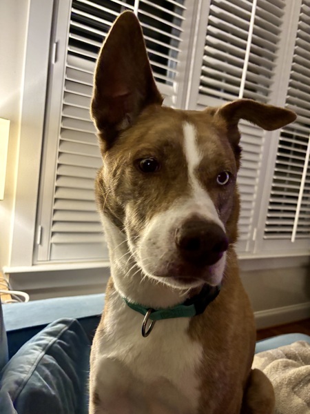 Entry image for Cooper. Clicking this image will show a larger photo