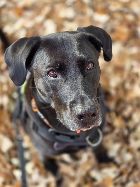 Entry image for Addie. Clicking this image will show a larger photo