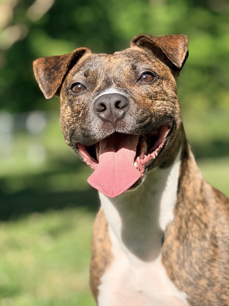 Entry image for Buster. Clicking this image will show a larger photo