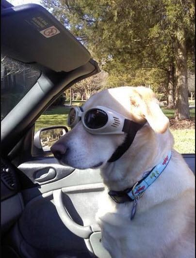 Entry image for Peanut. Clicking this image will show a larger photo