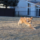 Entry image for Gus