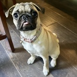 Entry image for Daisy