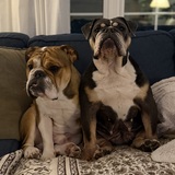 Entry image for Homer & Winnie