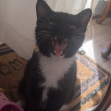 Entry image for MaoMao