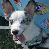 Entry image for Tater-Tot