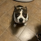 Entry image for Zeke