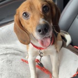 Entry image for Peanut