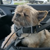 Entry image for Chewie