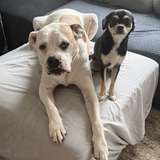 Entry image for Wrigley and Coco