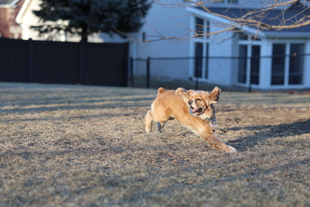 Entry image for Gus. Clicking this image will show a larger photo