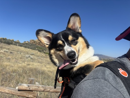 Entry image for Archie. Clicking this image will show a larger photo