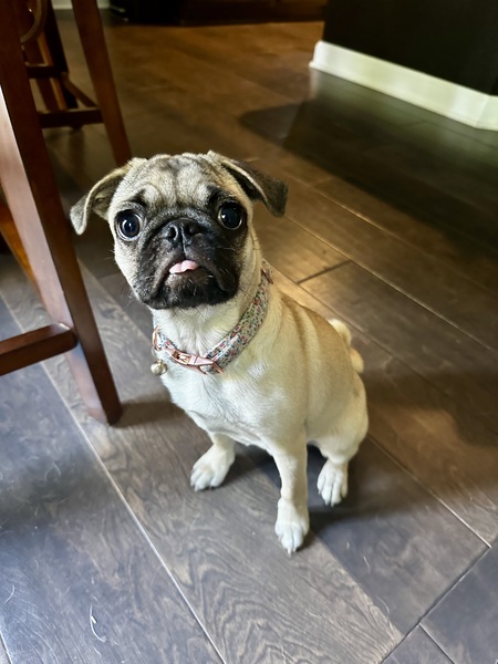 Entry image for Daisy. Clicking this image will show a larger photo