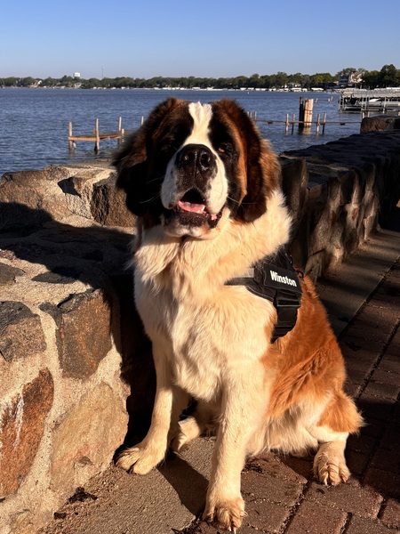 Entry image for Winston. Clicking this image will show a larger photo