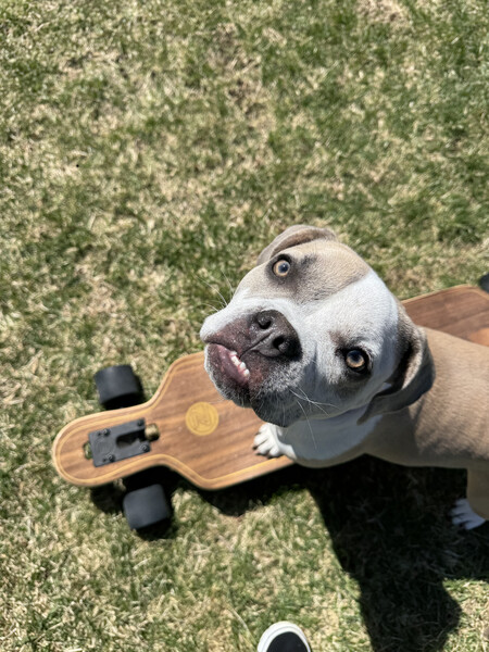 Entry image for Mabel. Clicking this image will show a larger photo