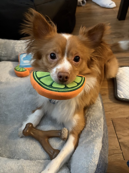 Entry image for Tito. Clicking this image will show a larger photo
