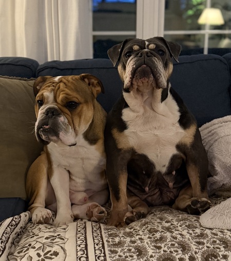 Entry image for Homer & Winnie. Clicking this image will show a larger photo