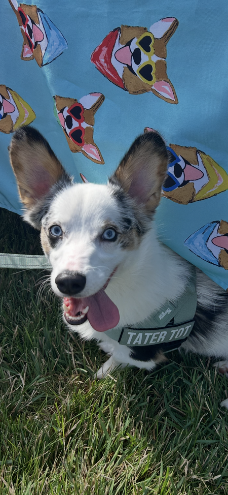 Entry image for Tater-Tot. Clicking this image will show a larger photo