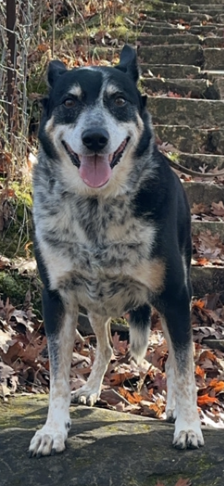 Entry image for Bojangles. Clicking this image will show a larger photo