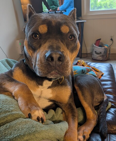 Entry image for Bruno. Clicking this image will show a larger photo